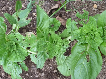 埼玉菜園(蜜蜂の空家)