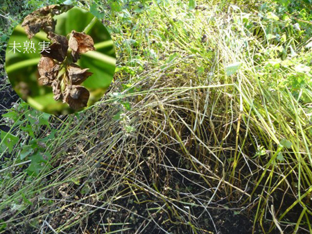 根小屋蕎麦の収穫