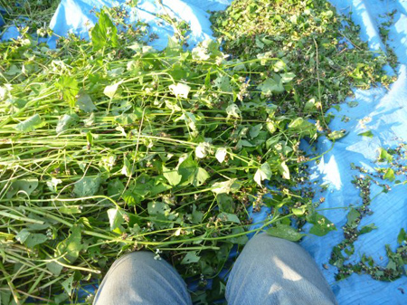 根小屋蕎麦の収穫