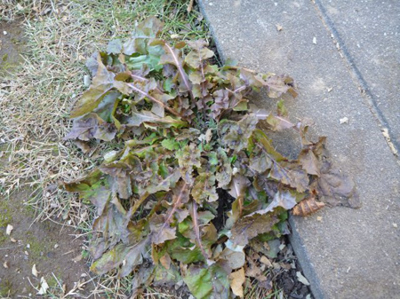 菊芋の収穫
