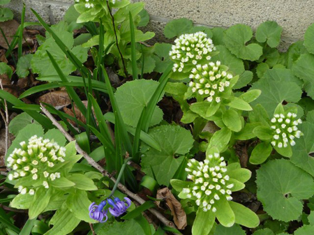 花盛り 3