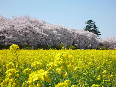 桜の色合を菜の花の黄色が引き立たせている