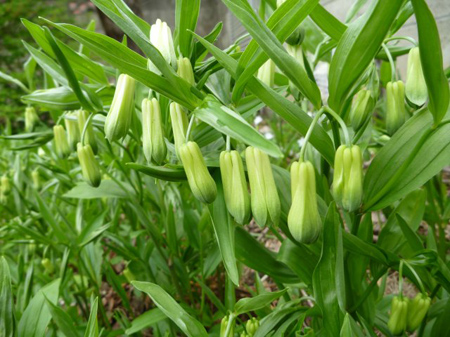 玉葱の芽