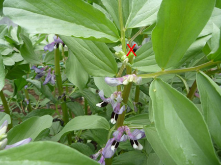 玉葱の芽
