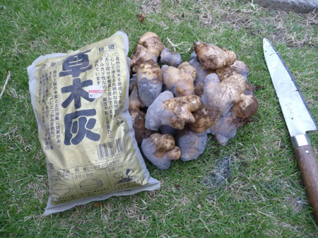 蝦夷山葵の花