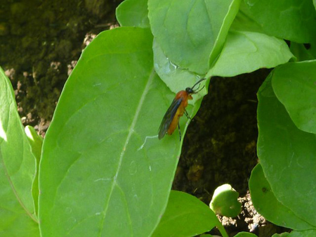 蝦夷山葵の花