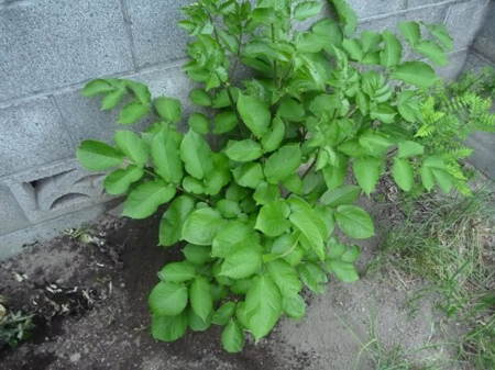 蝦夷山葵の花