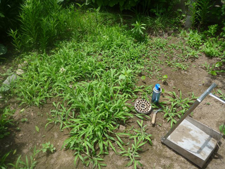 雑草の成長