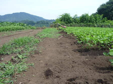 倍土と除草