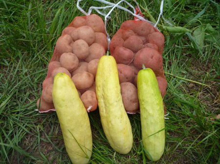 檜原村蕎麦畑(除草)