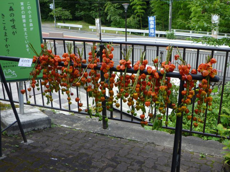 残った除草