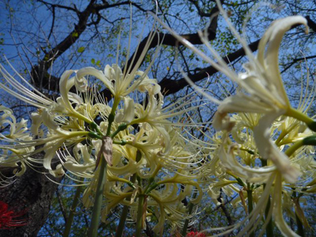 彼岸の花