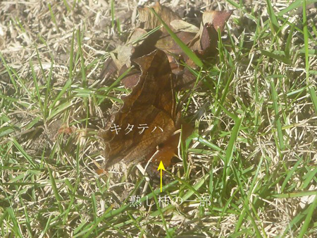 枝豆の収穫
