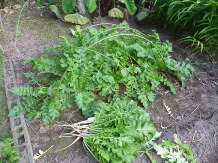 埼玉菜園(踏切障害)