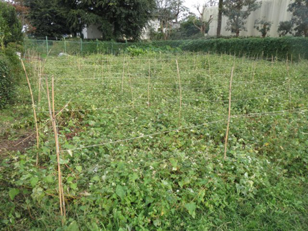 根小屋蕎麦刈り入れ