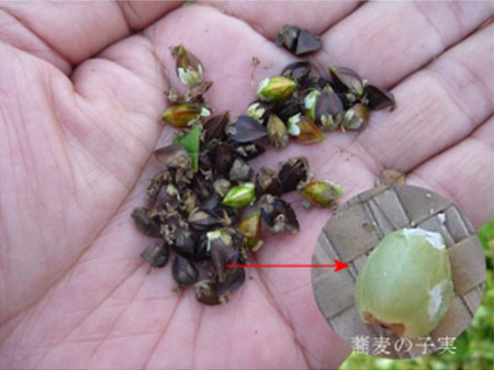根小屋蕎麦刈り入れ