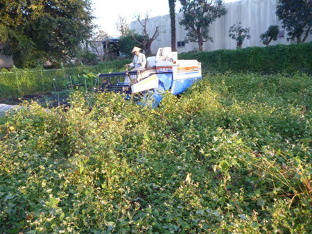根小屋蕎麦刈り入れ