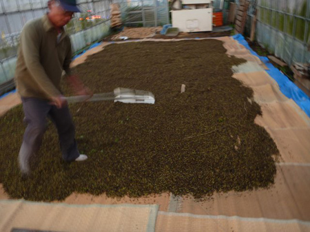 根小屋蕎麦刈り入れ