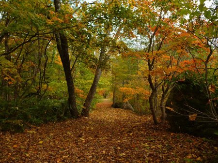 紅葉の奥入瀬