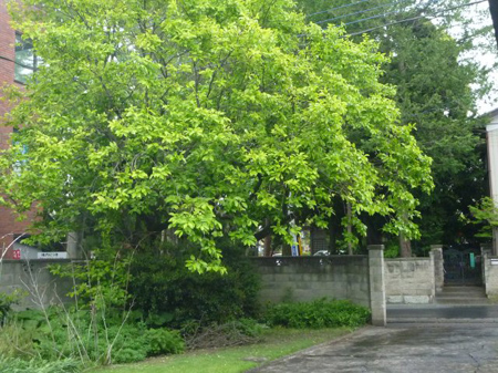八つ頭の再植え付け