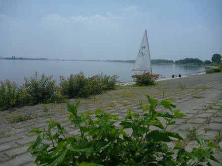 渡良瀬遊水池