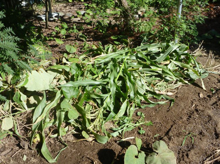 ニンジンを蒔く