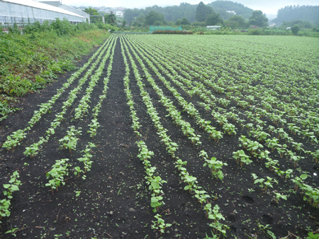 萌芽しない理由