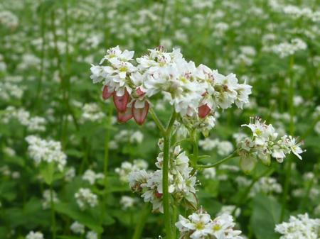 根小屋蕎麦は満開