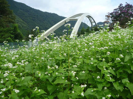 根小屋蕎麦は満開