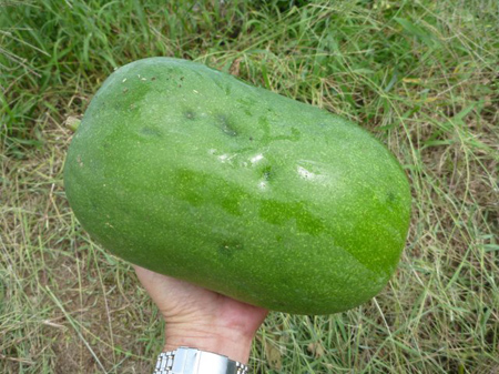 青根の棚田