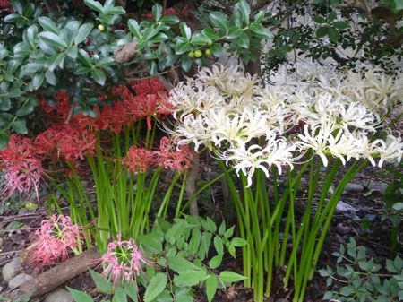 曼珠沙華