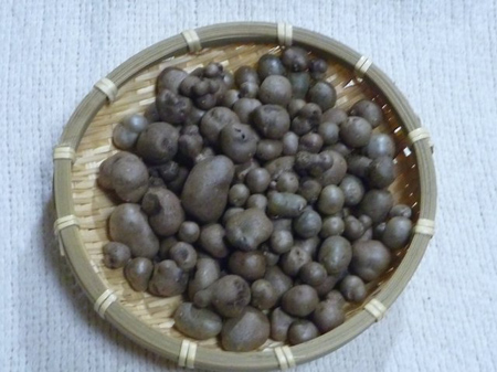 新生姜の佃煮