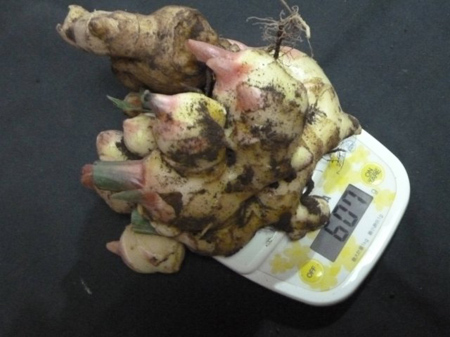 新生姜の佃煮