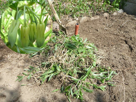 埼玉菜園(玉葱のワケギ)