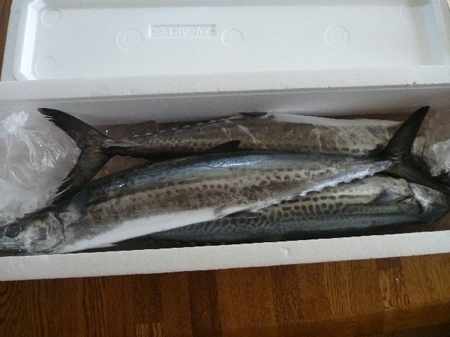 鳴門沖の鰆