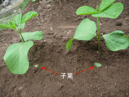 超お化けキュウリ
