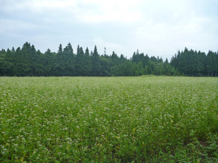 なす漬け物の素