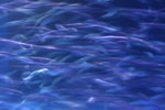 魚の群れ