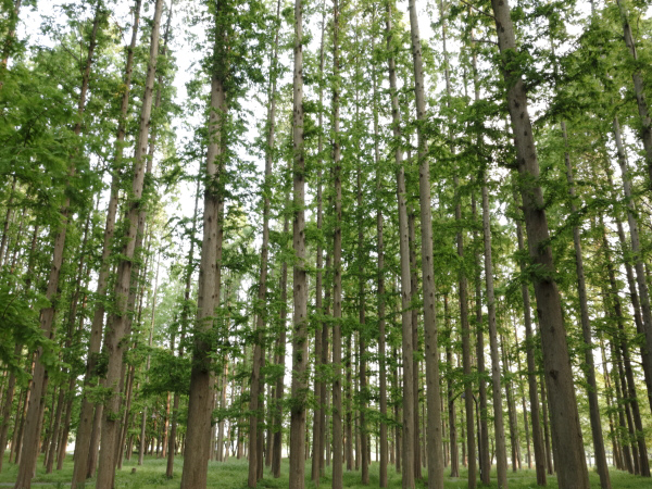 木立