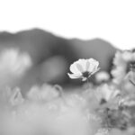 ニコン Zfで写真の表現を広げる「モノクロ撮影」の楽しさ｜鎌田風花