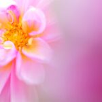 撮影シーンを選ばず大活躍のマクロレンズ｜パナソニック LUMIX S 100mm F2.8 MACROレビュー