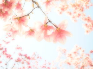 春一番に咲く花 モクレン｜上手に撮る方法をプロが紹介 ～吉住志穂～