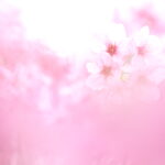 目からうろこ！並木隆の花撮影術｜今年こそ失敗しない！桜をキレイに撮るコツ