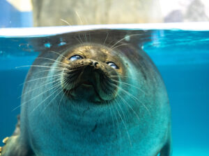 全国絵になる水族館めぐり撮影旅 ～虫上智～