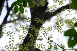 いつでもシャッターチャンスに恵まれる高倍率ズーム｜タムロン 18-300mm F/3.5-6.3 Di III-A VC VXD Xマウント
