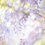 フォクトレンダー NOKTON 75mm F1.5 Aspherical｜RFマウントの頼れる相棒