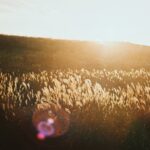 ＃『フレア/ゴーストをうまく取り入れて表現の幅を広げよう』｜フィルムカメラの魅力　国分真央