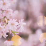 マクロで撮ろう桜！｜クニさんの季節の花レシピ