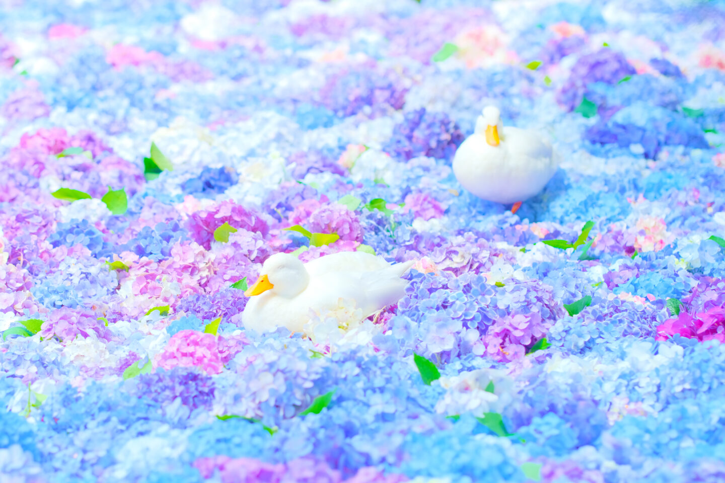 紫陽花をもっと可愛く！むらいさち流撮影術♪