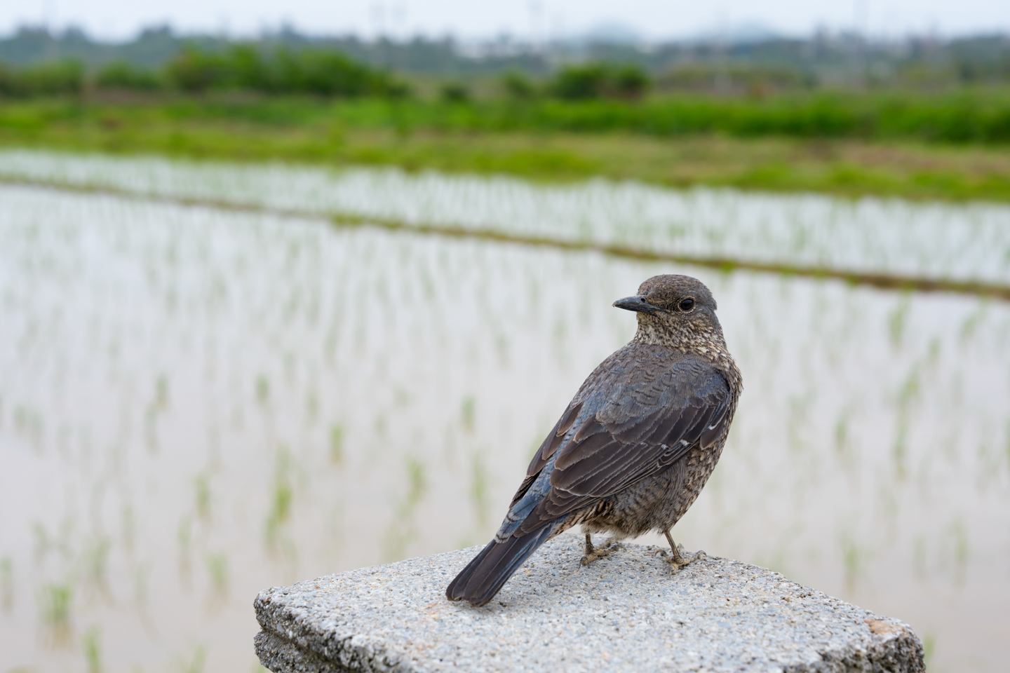 ソニー FE 24-70mm F2.8 GM II レビュー｜野鳥のいる風景をまるごと受け止める大三元標準ズーム